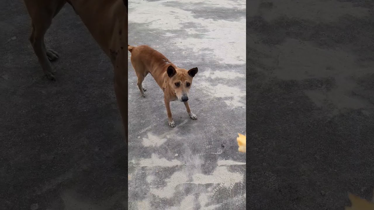 Poor Hungry Dog Begging for Food | Feed Street Animals, Save Lives | 