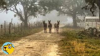 Donkey Missing for 40 Days Comes Back With a Surprise