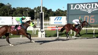 Vidéo de la course PMU PRIX RAINHA PIONEIRA (2022)