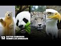 12 datos curiosos sobre los animales  curiosidades de animales