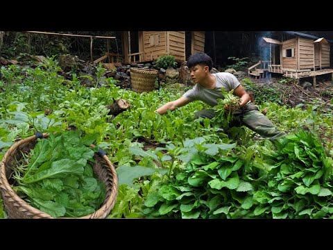 75 days of gardening, Harvest and bring to the market, living in off grid cabin hut Bushcraft Ep. 12