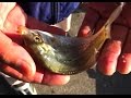 のんびり 防波堤 サビキ釣り fishing タナゴ 海タナゴ の動画、YouTube動画。