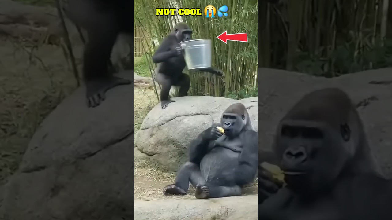 Gorilla Family Drama, Pranks & Funny Moments 