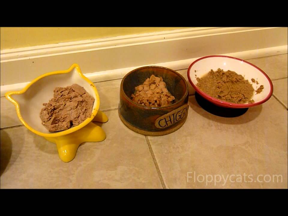 Designer Pet Bowls MeowChow, LG Potter, and ModaPet - ねこ - ラグドール -- Floppycats