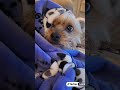 Luke has been my buddy today. He knows when I need him most.#bookbuddy #cutepup #yorkies #genx #fyp