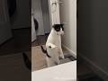 cute cats funny videos 🤣#cat #shorts #trending