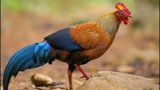 AYAM HUTAN SRI LANKA