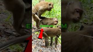 VEJA em DETALHES as VISÕES dos Animais  #curiosidades