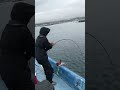 【デカい】ブリかと思いましたが #Shorts