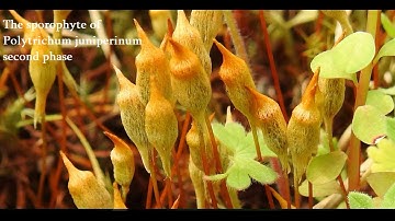 Reproduction of the Polytrichum juniperinum, commonly known as juniper haircap