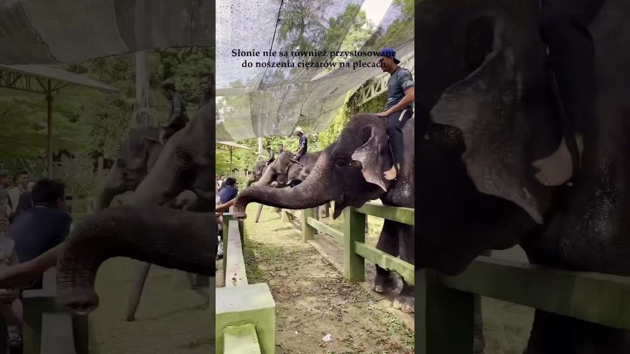 Okrutna praktyka! Tego nie rób słoniom! 