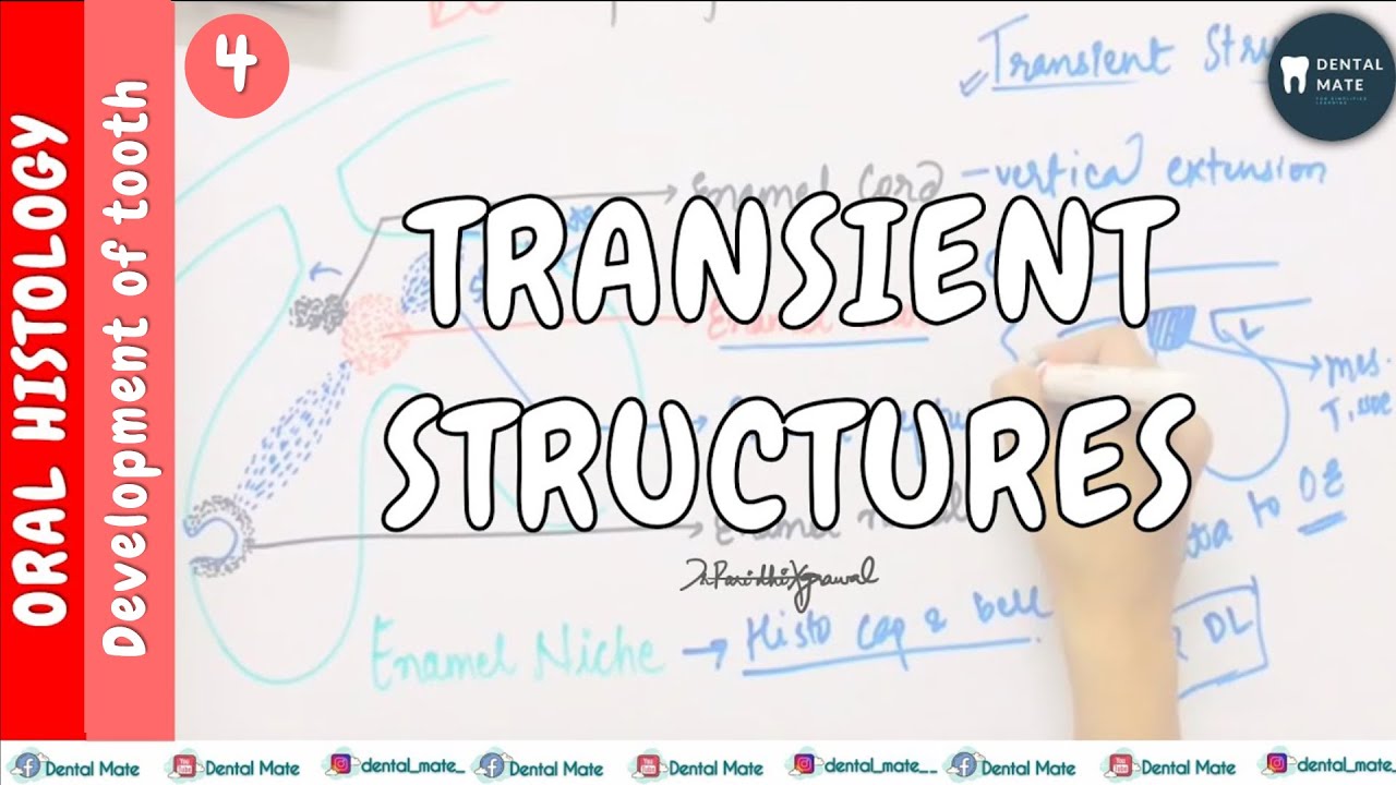 Переходные структуры, наблюдаемые на стадиях развития зубов | Доктор Париди Агравал