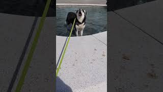 Alaskan Malamute howls while in the fountain