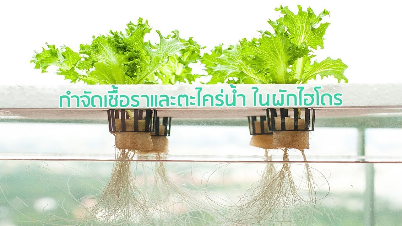 วิธีกำจัดเชื้อราและตะไคร่น้ำ ในรางน้ำผักไฮรโดรโปนิกส์