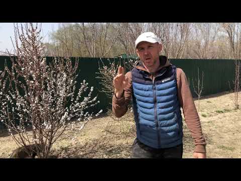 Video: Cultivo De Cerezas De Fieltro