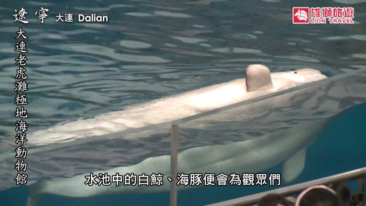 小白鯨、北極熊、企鵝! 悠遊極地動物館~