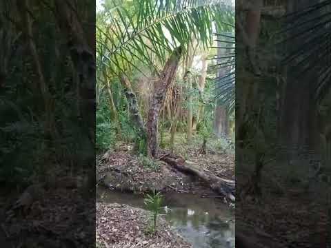 Vídeo do imóvel — Chácara 2 hectares em Bodoquena/MS – Rio Campina, 2 córregos, acesso asfaltado