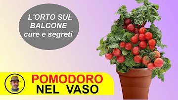 Quando si mettono le piante di pomodoro?