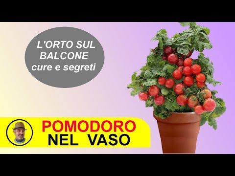 Video: Pomodori ciliegini coltivati al chiuso: come coltivare pomodorini al chiuso