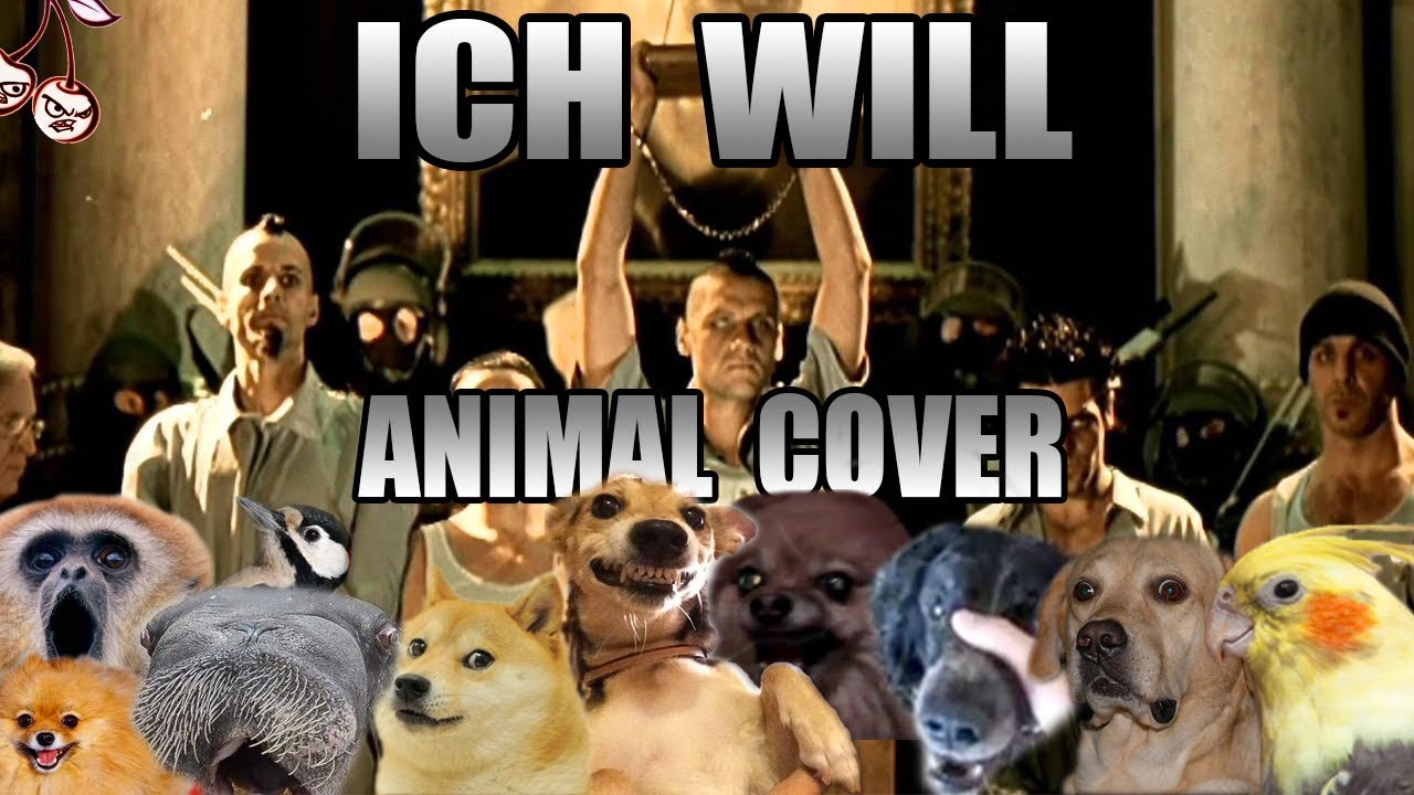 Rammstein - Ich Will (Animal Cover)