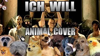 Rammstein - Ich Will (Animal Cover) Rammstein - Ich Will (Animal Cover)