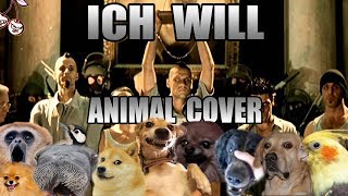 Rammstein - Ich Will (Animal Cover)