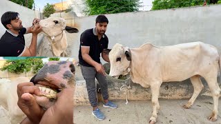 Iski Qurbani Nhi Ho Skti 🐮