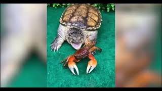 Snapping Turtle VS Crab Who Wins ?