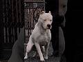 Did You Know This About Dogo Argentino Trendingshorts Dogsofyoutube Youtube Shorts 