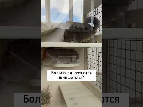 Больно ли кусается #шиншилла ? | #chinchilla #содержаниешиншилл #shorts