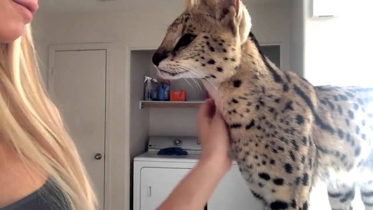 Zeus, el gato salvaje africano, dice 'mama' - YouTube
