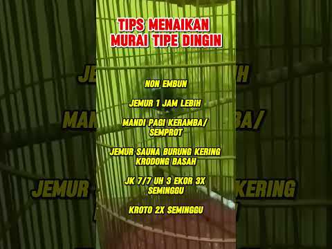 tips murai tipe dingin