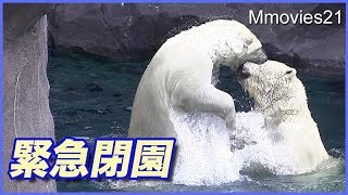 水中トンネルの上で激しくじゃれ合うホッキョクグマ親子ですが【緊急閉園】