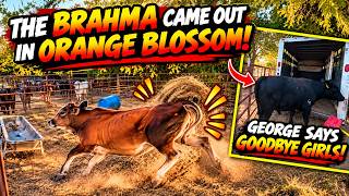 The Brahma Came Out in Orange Blossom!