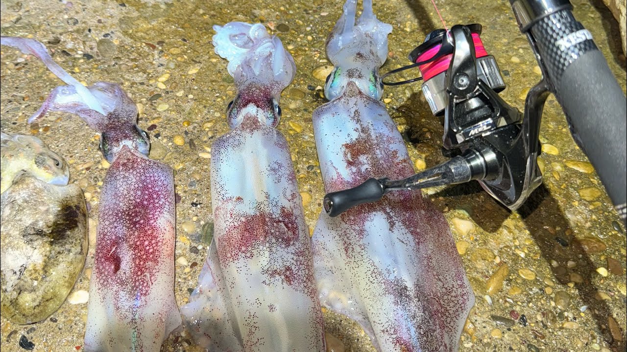 Lignje sa obale prvi dio