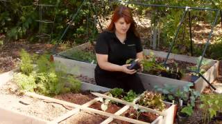 Vegetable Varieties for Square Foot Gardens