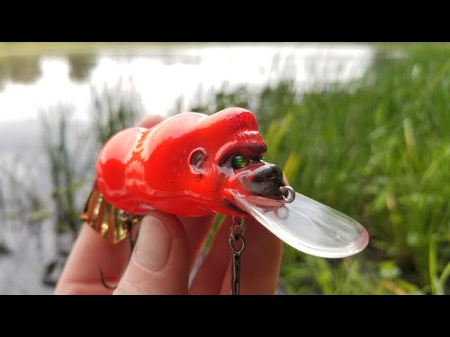 HILARIOUS Japanese Gorilla Lure Catches GIANT Bass (MegaBass GONG) 