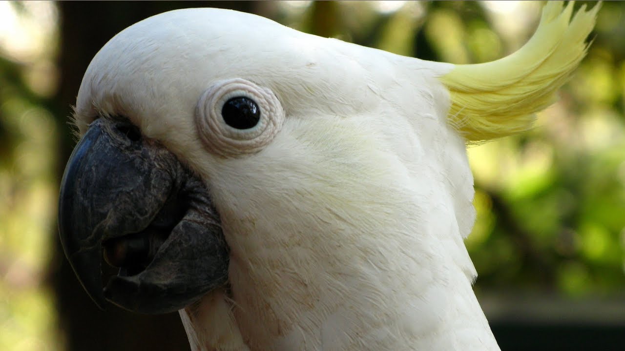 Cockatoo Calls Cockatoo Sounds Cockatoo Sound Effects YouTube