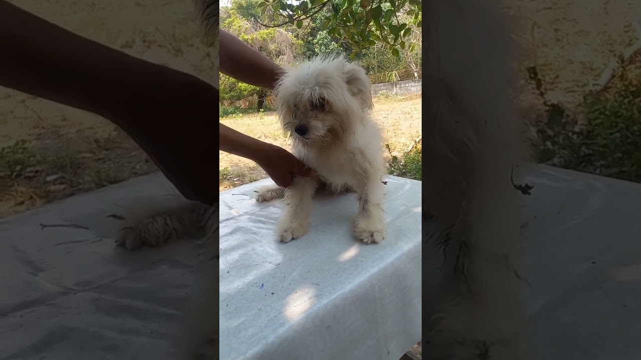 Shihtzu matted fur and infested with thick and fleas 
