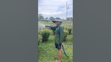 Hoa Cúc Giống A Nhàn Ninh Giang Khánh Hòa Mầm Pha Lê Đại Đóa Tổng Vụ Giống 2024 Toàn Thắng #shorts