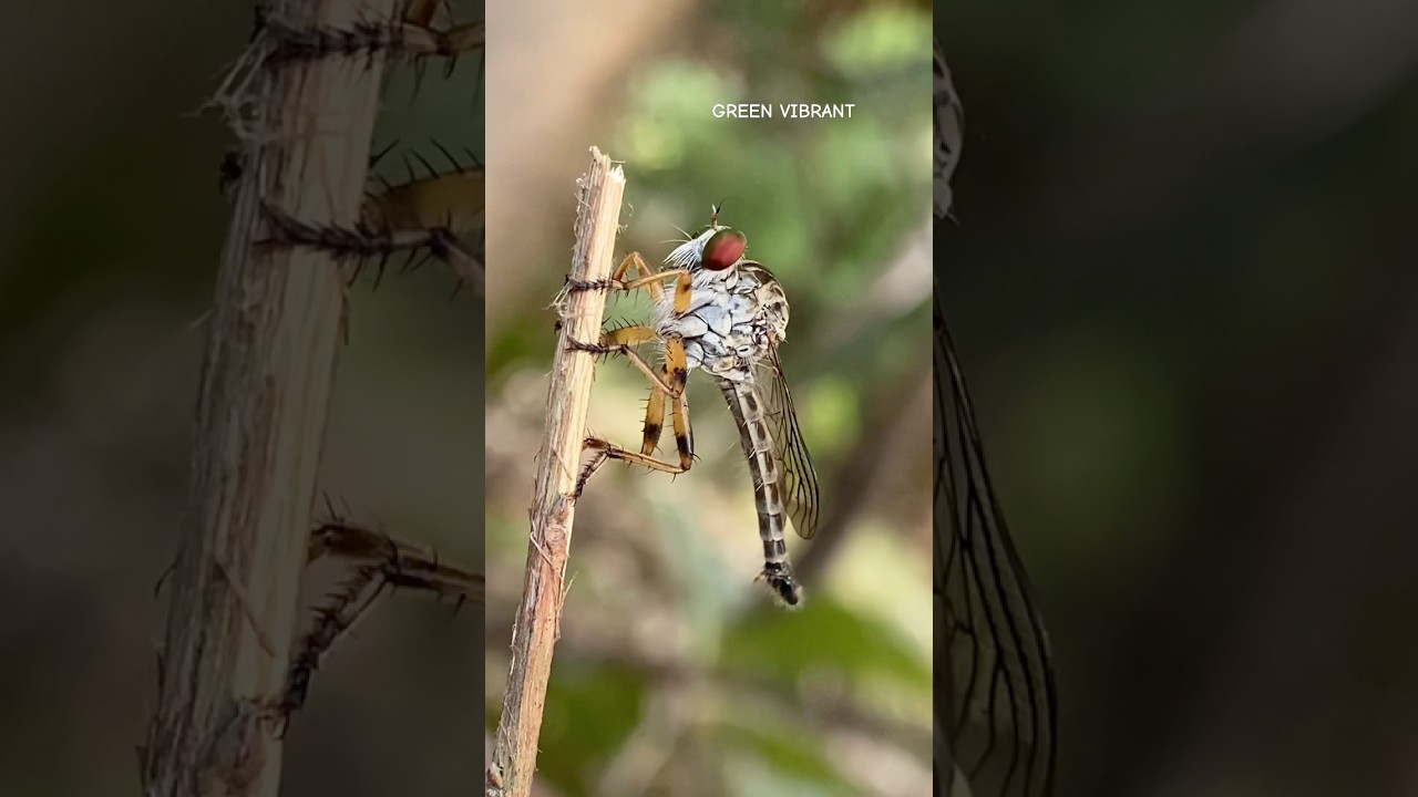 What are the benefits of robber flies? 