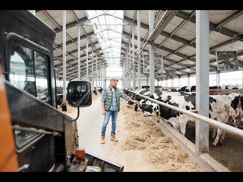 Video: Arpa Qarğıdalı Necə Bişirilir