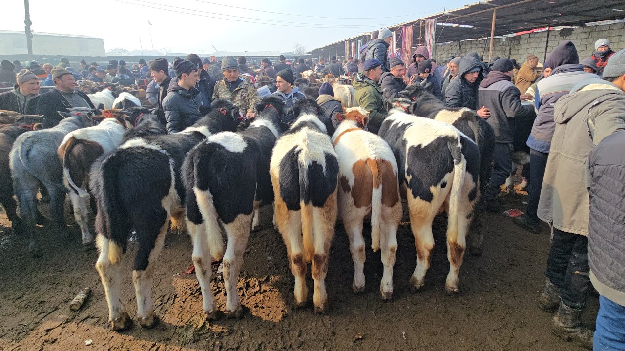 МОЛБОЗОРИ ХУЧАНД ХУДЖАНД в прямом эфире!