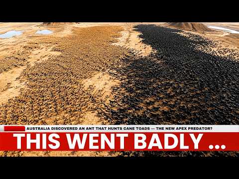 Australia Discovered an Ant That Hunts Cane Toads — The New Apex Predator?