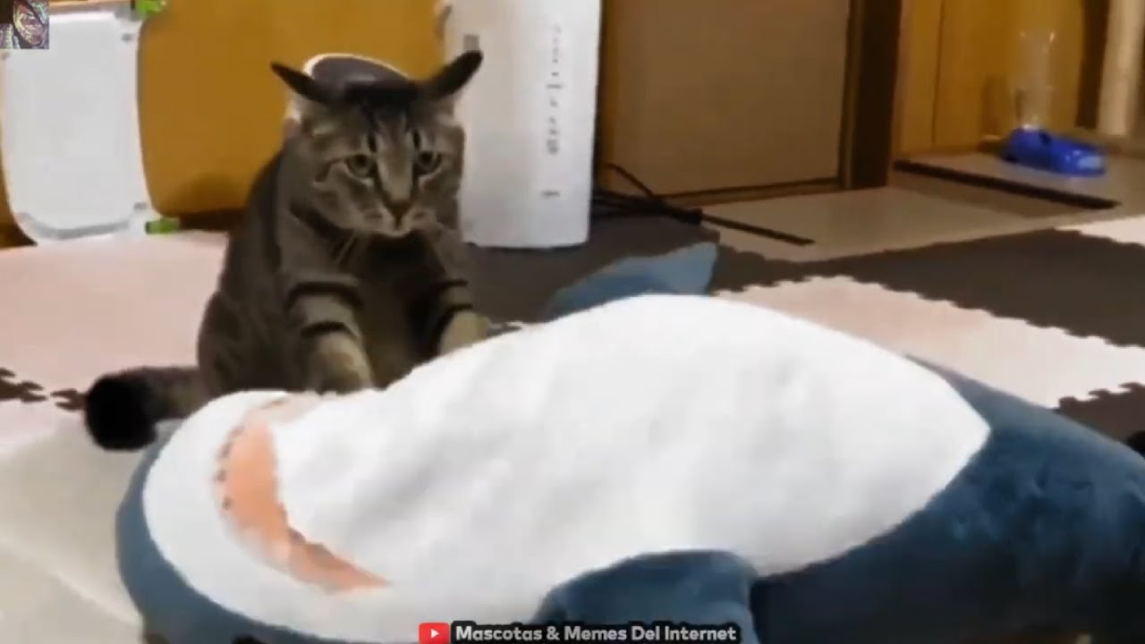 Michi Star Platinum, ¡ORA ORA ORA! /MEMES Más Épicos Del Internet/ 