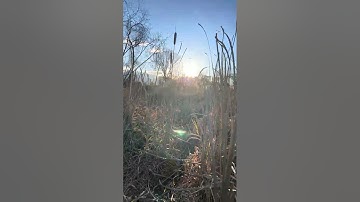 Walk With Willow 1902 A Quiet Trail Journey With My Senior Dog, No Talking