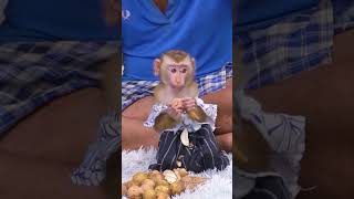 Adorable Little Monkey Moments,#short# babe #money# rose monkey# cute#