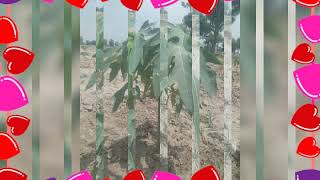 Red Leady Papeeta New Seccess Full Farmer Fort Abbas