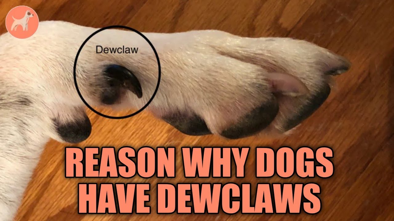 Why Do Dogs Have Dewclaws? The Reasons & More YouTube