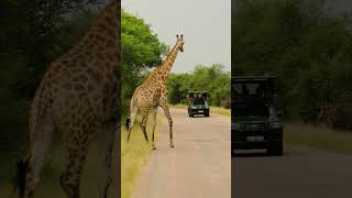 Mornings at Kruger Gate Hotel
